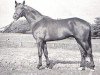 stallion Karwendelstein (Trakehner, 1967, from Hessenstein)