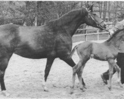 Zuchtstute Inderin (Trakehner, 1974, von Karwendelstein)