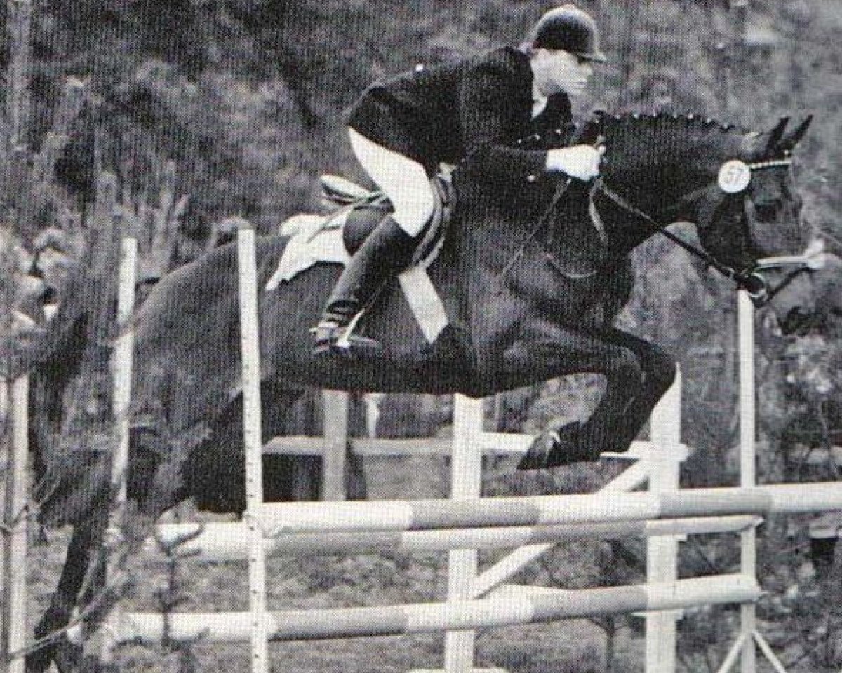 Deckhengst Inkognito (Trakehner, 1984, von Consul)