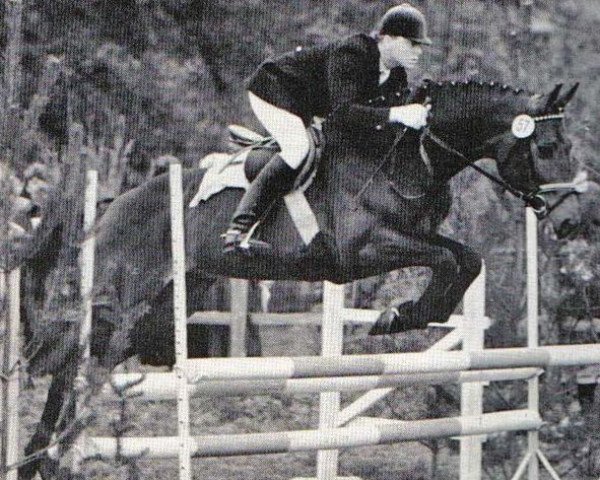 stallion Inkognito (Trakehner, 1984, from Consul)