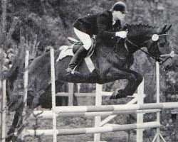 Deckhengst Inkognito (Trakehner, 1984, von Consul)