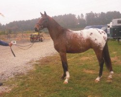 horse Corazen (German Warmblood, 2005, from Corleone Z)