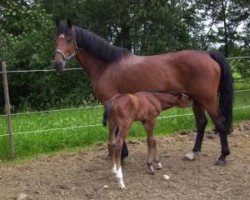 broodmare Lea (Württemberger, 2000, from Le Champion)