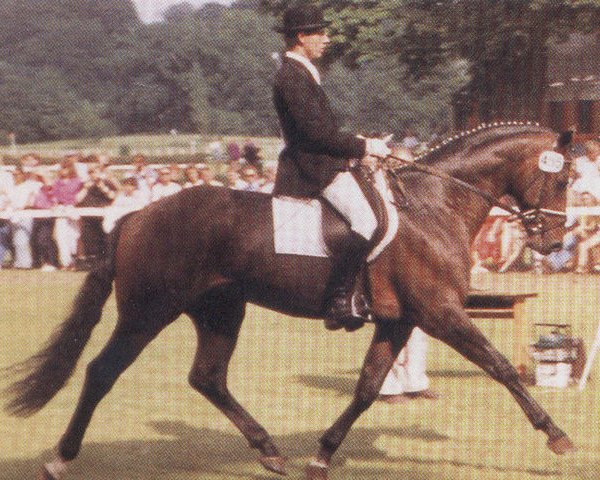 stallion Merian (Oldenburg, 1986, from Manstein)