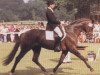 stallion Merian (Oldenburg, 1986, from Manstein)
