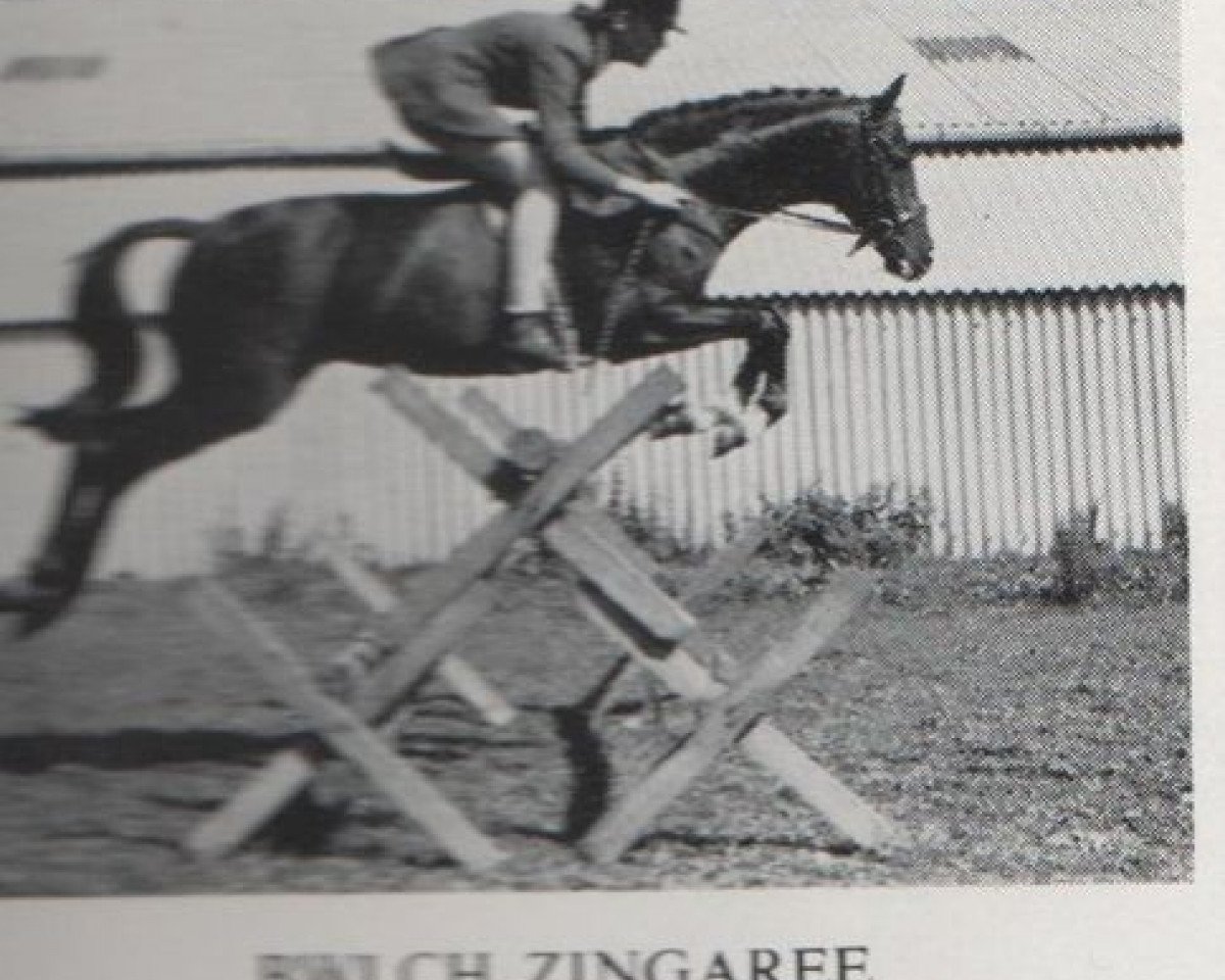 stallion Bwlch Zingari (British Riding Pony, 1956, from Bwlch Valentino)