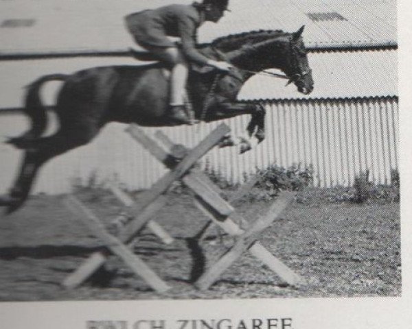 Deckhengst Bwlch Zingari (British Riding Pony, 1956, von Bwlch Valentino)
