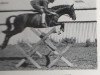 stallion Bwlch Zingari (British Riding Pony, 1956, from Bwlch Valentino)
