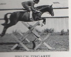 stallion Bwlch Zingari (British Riding Pony, 1956, from Bwlch Valentino)