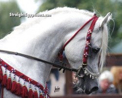 stallion NK Jamal El Dine ox (Arabian thoroughbred, 2001, from NK Hafid Jamil EAO)