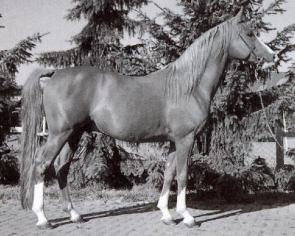 stallion Nalet Stern ox (Arabian thoroughbred, 1985, from Nalet 1967 ox)