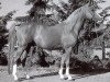stallion Nalet Stern ox (Arabian thoroughbred, 1985, from Nalet 1967 ox)