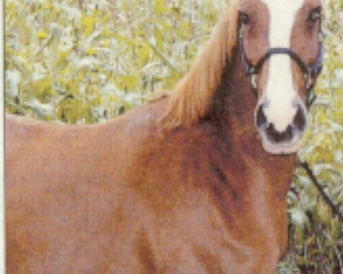 Zuchtstute Nanett (Deutsches Reitpony, 1991, von Nalet Stern ox)