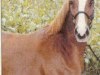broodmare Nanett (German Riding Pony, 1991, from Nalet Stern ox)