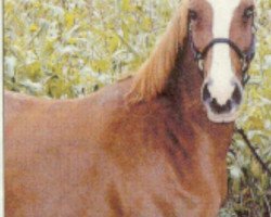 broodmare Nanett (German Riding Pony, 1991, from Nalet Stern ox)