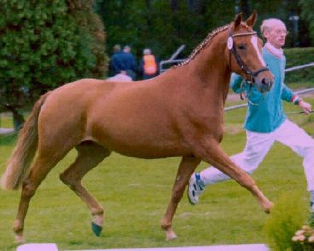 Zuchtstute Narzisse (Deutsches Reitpony, 1997, von Top Nonstop)