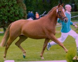 broodmare Narzisse (German Riding Pony, 1997, from Top Nonstop)