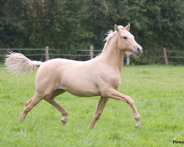 broodmare Daisy Gold J (German Riding Pony, 2011, from Danny Gold)