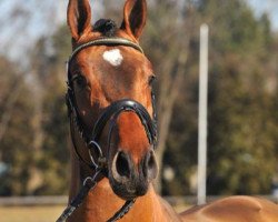 stallion Chamiro (Württemberger, 2005, from Chambertin)