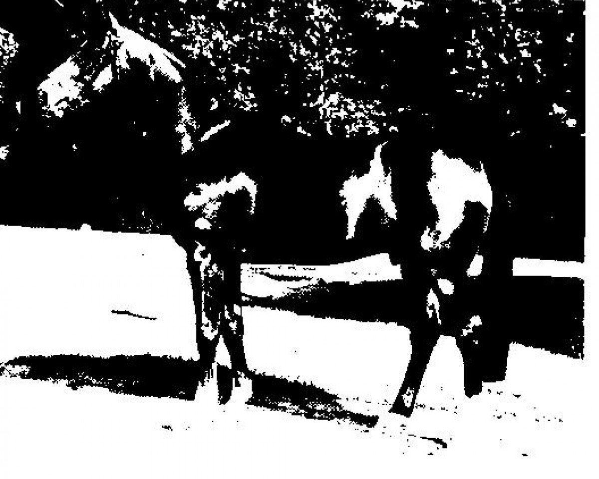 stallion Nationalstolz (Selle Français, 1983, from Diaghilev xx)