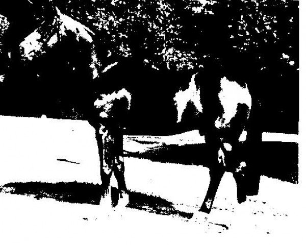 stallion Nationalstolz (Selle Français, 1983, from Diaghilev xx)