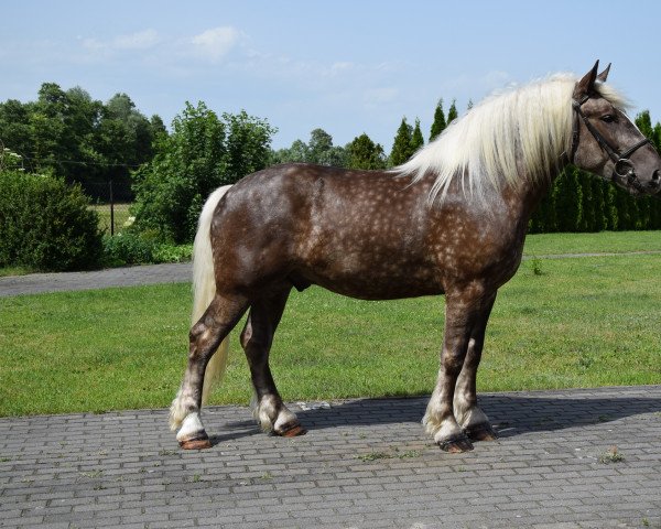 Pferd Ustron (Polnisches Kaltblut, 2019)