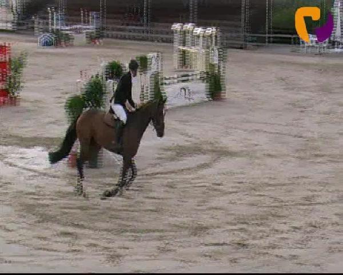jumper Countdown 55 (Bavarian, 2008, from Ciacomo)