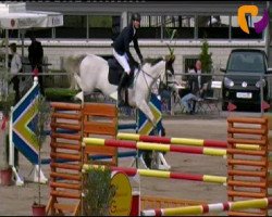 jumper Butterfly Flip 3 (German Sport Horse, 2004, from Brandenburger)