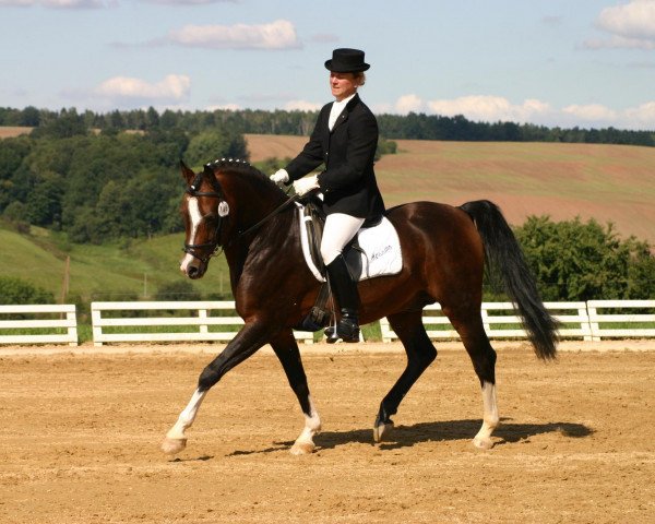 stallion Messino (German Riding Pony, 1996, from Makuba)