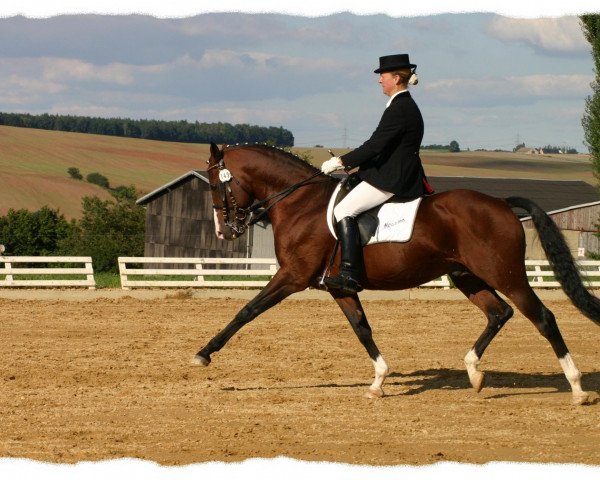 stallion Marcello (German Riding Pony, 1993, from Marsvogel xx)