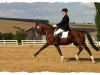 stallion Marcello (German Riding Pony, 1993, from Marsvogel xx)