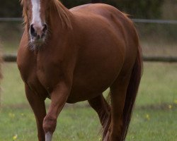 broodmare Nathalie (German Riding Pony, 1999, from Top Nonstop)