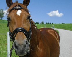 Zuchtstute Cherie de Luxe (Österreichisches Warmblut, 2006, von Walb)