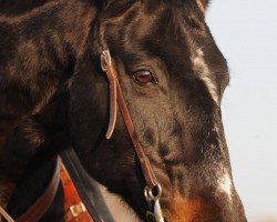 Pferd Medard (Kladruber, 1993, von Merian)