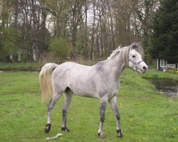 horse Jadir Mo ox (Arabian thoroughbred, 2008, from NK Jamal El Dine ox)