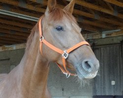 jumper Escada (German Sport Horse, 2004, from Chacon)