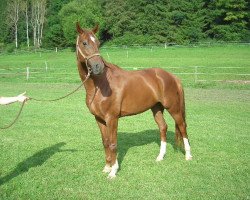 dressage horse Weltstar 43 (Hanoverian, 2004, from Weltregent H)