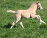 dressage horse Drummer Boy T (German Riding Pony, 2022, from Dating At NRW)