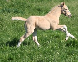 dressage horse Drummer Boy T (German Riding Pony, 2022, from Dating AT NRW)