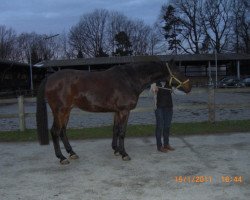 Springpferd Largo-T (Oldenburger, 2005, von Lovis Corinth)