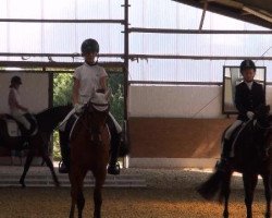 dressage horse Black Berry (German Riding Pony, 2000)