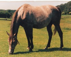 Zuchtstute Estelle II (Holsteiner, 1990, von Chirac)