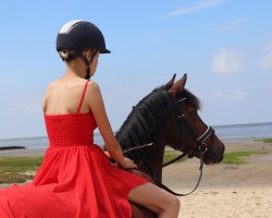 dressage horse Aqua di Parma (German Riding Pony, 2015, from A new Star)