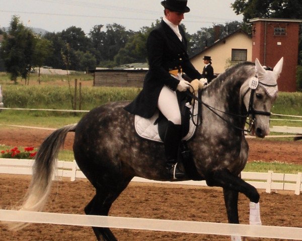 dressage horse MBF Silver-side-up (Little German Riding Horse, 2004, from Silverado)