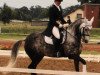 dressage horse MBF Silver-side-up (Little German Riding Horse, 2004, from Silverado)