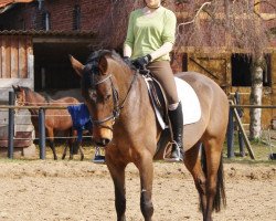 dressage horse Convaleria (German Riding Pony, 2007, from Carlson)