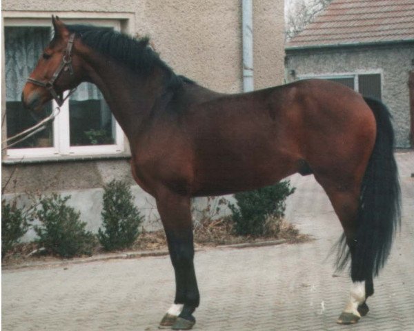 stallion Freeholder (Brandenburg, 1991, from Frühlingsbote)