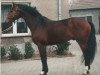 stallion Freeholder (Brandenburg, 1991, from Frühlingsbote)