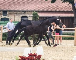 horse Hengst von Champagner Fizz / Hofrat/T. (Westfale, 2022, from Champagner Fizz)