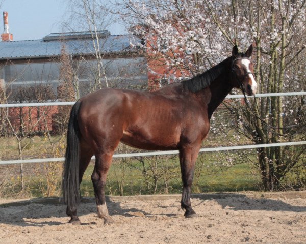 Springpferd Elwood de Brout (Selle Français, 2014, von Air Jordan Z)